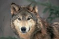 /album/photo-gallery-soorten-wolven/buffel-wolf-jpg/